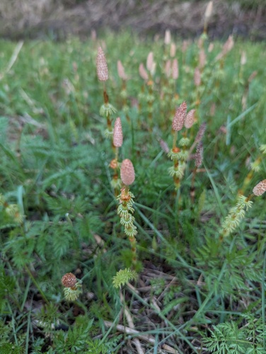 wood horsetail