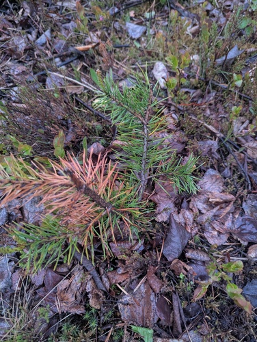 Scots pine