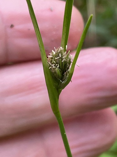 Thinleaf cottonsedge (Eriophorum viridicarinatum)