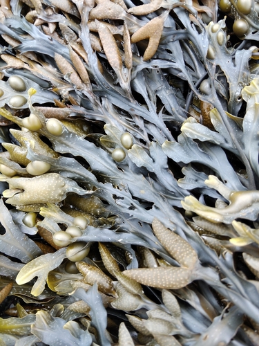 bladder wrack