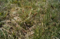 Carex caryophyllea