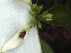 Elasmostethus nubilus