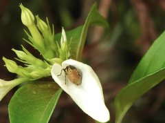 Elasmostethus nubilus