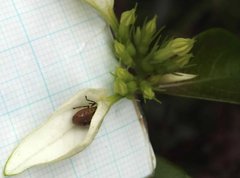 Elasmostethus nubilus