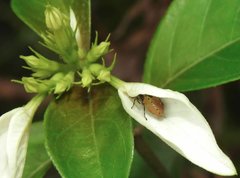 Elasmostethus nubilus