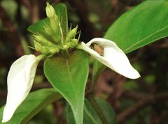 Elasmostethus nubilus