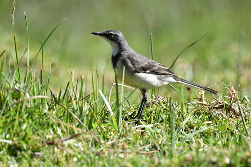 iNaturalist image