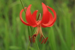 Lilium pumilum