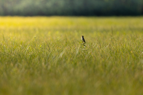 Aquatic Warbler, Brest, BY, photo 10 of 10