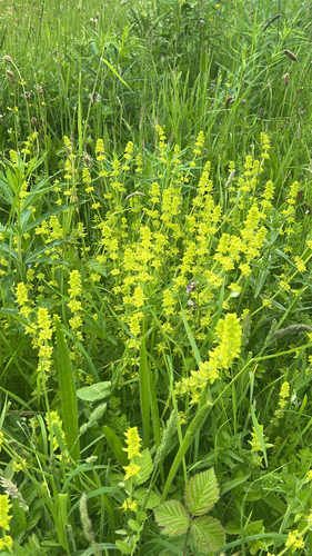 Crosswort