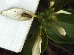 Elasmostethus nubilus