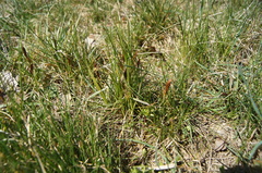 Carex caryophyllea