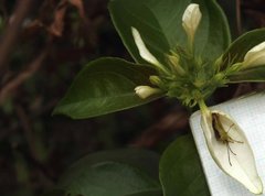 Elasmostethus nubilus