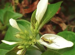 Elasmostethus nubilus