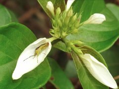 Elasmostethus nubilus