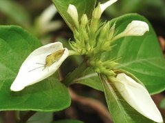 Elasmostethus nubilus