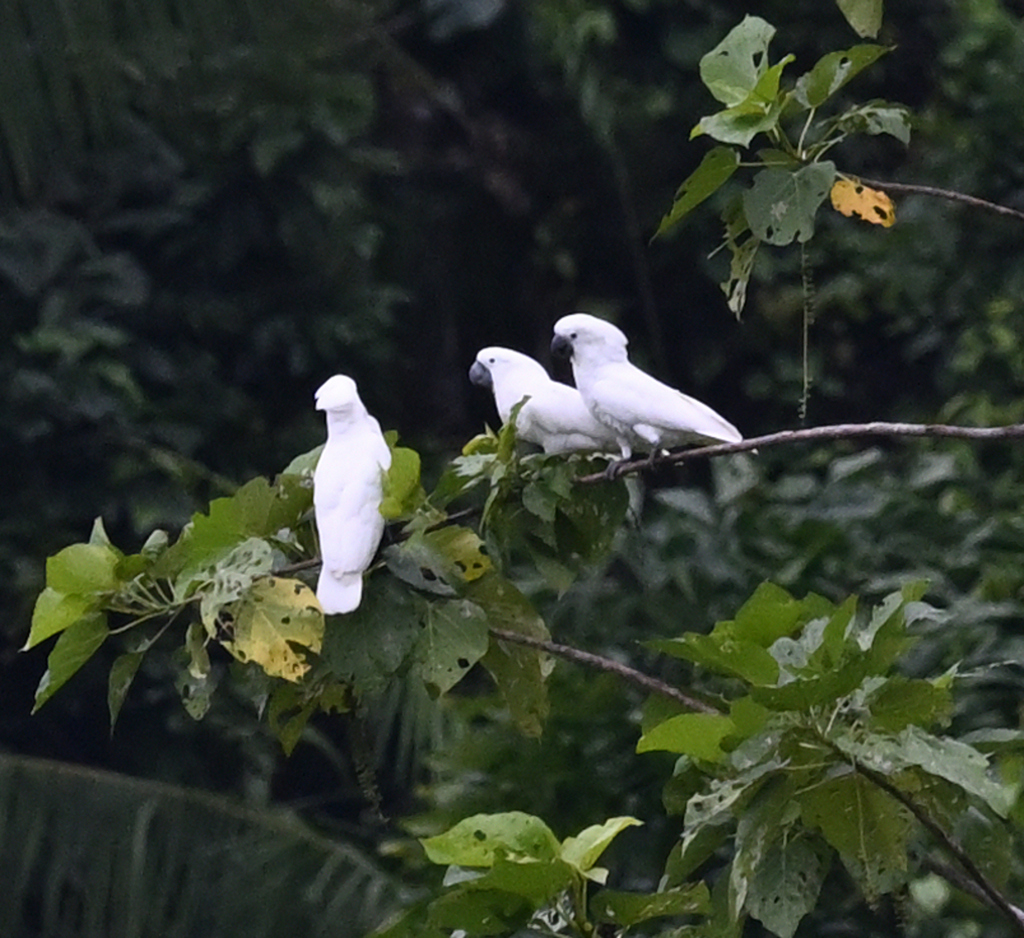 Kakatua putih (Cacatua alba)