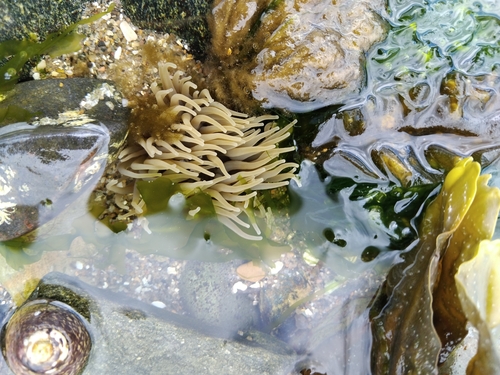 snakelocks anemone
