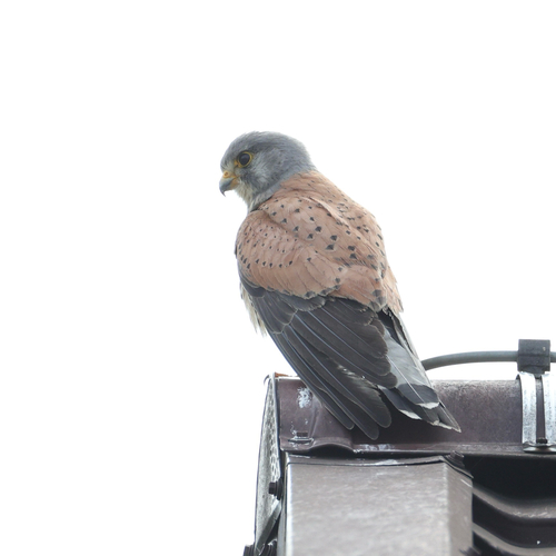 Eurasian Kestrel