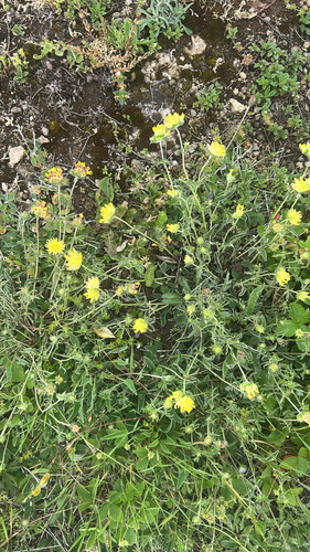 Common Kidney-Vetch