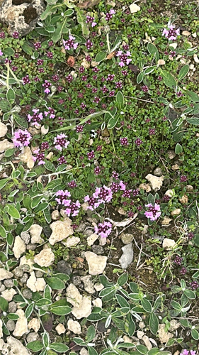 Mother of Thyme
