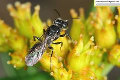Pemphredonina
