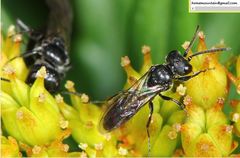 Pemphredonina