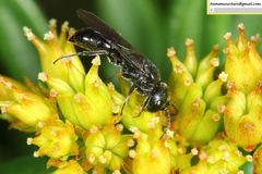 Pemphredonina