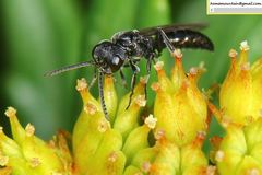 Pemphredonina