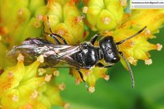Pemphredonina