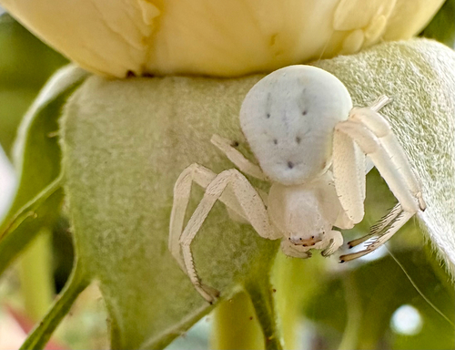 Goldenrod Crab Spider
