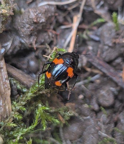 Orange-spotted Scaphidium
