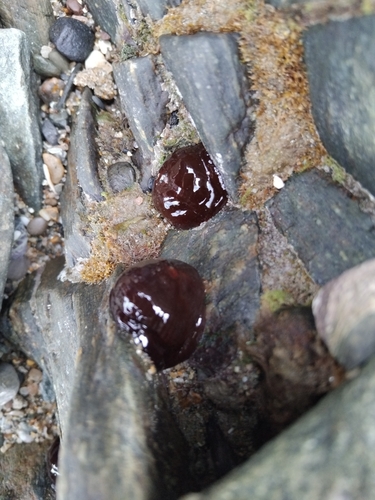 Atlantic Beadlet Anemone