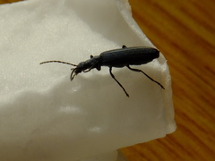 Coleoptera