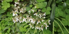 Saxifraga stolonifera