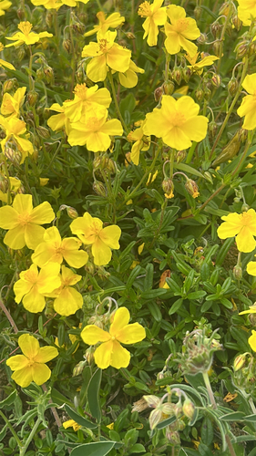 Common Rock-rose