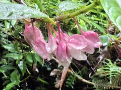 Drymonia conchocalyx