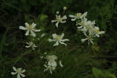 Clematis hexapetala