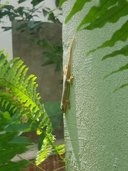 Hemidactylus platyurus