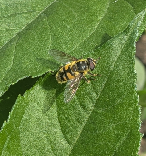 Yellow-haired Sun Fly