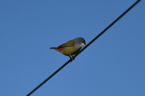 iNaturalist image