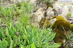 Pterocephalus hookeri