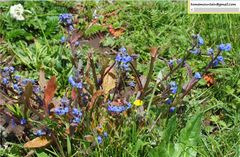 Cynoglossum wallichii