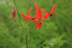 Lilium pumilum