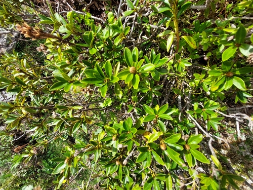 Rusty-leaved Alpenrose