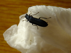 Coleoptera