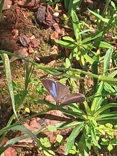 Purple hairstreak