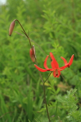 Lilium pumilum