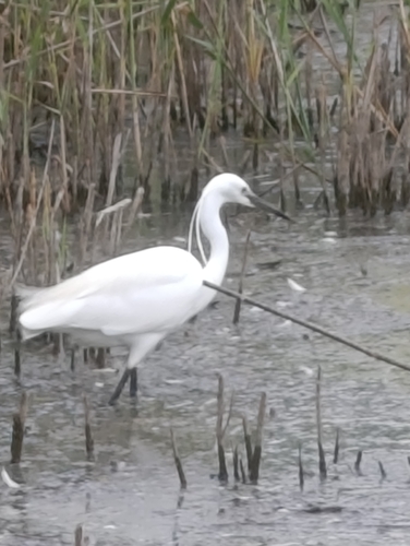 Little Egret