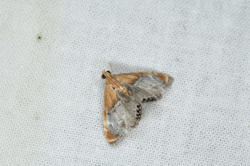 Sooty-winged Chalcoela Moth photo 5